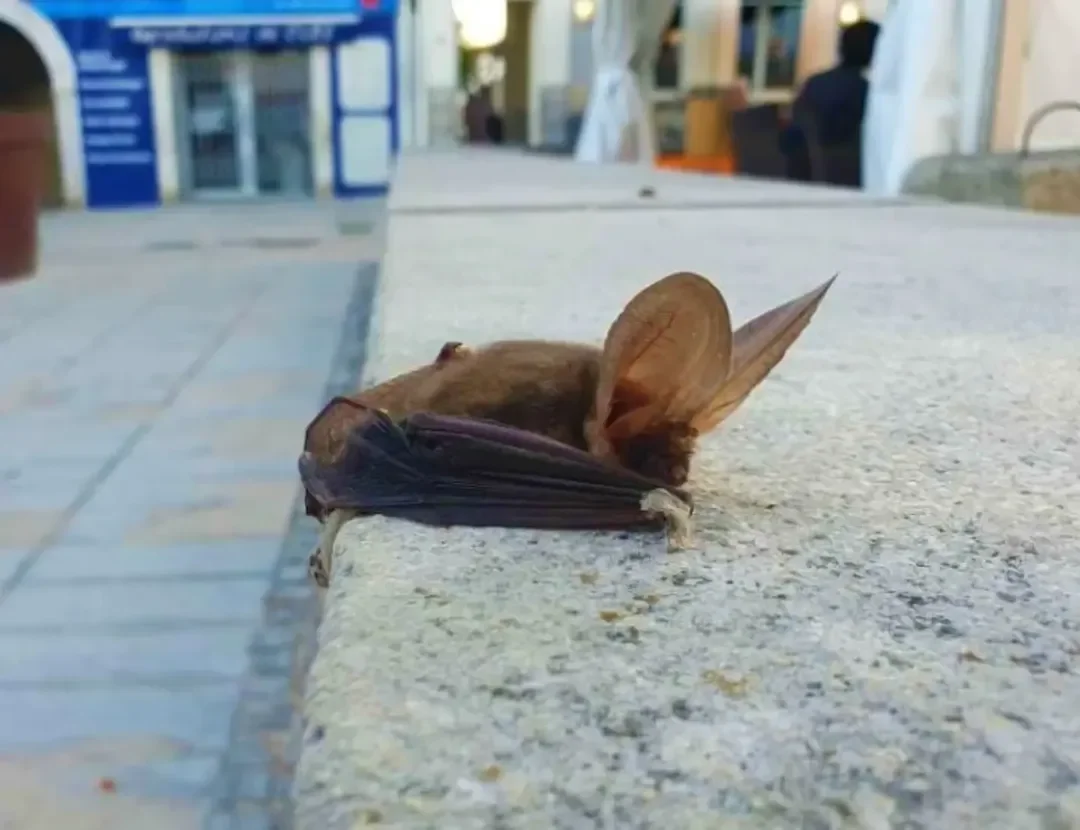 Découverte des chauves-souris à Bayonne