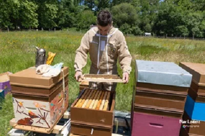 Guided tour: Beekeeper for a day