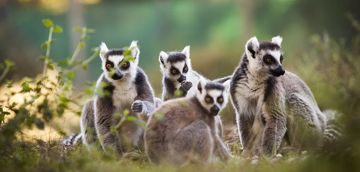 Zoo de Labenne