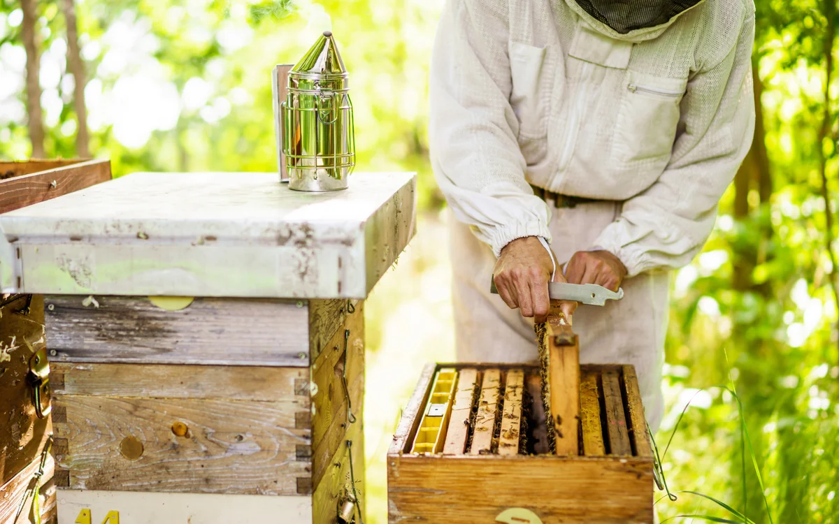 Descubrimiento de la apicultura y de la abeja negra de las Landas