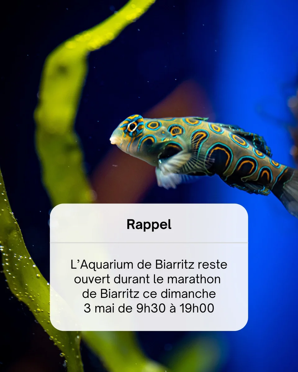 Ouverture exceptionnelle de l’Aquarium de Biarritz (Marathon)