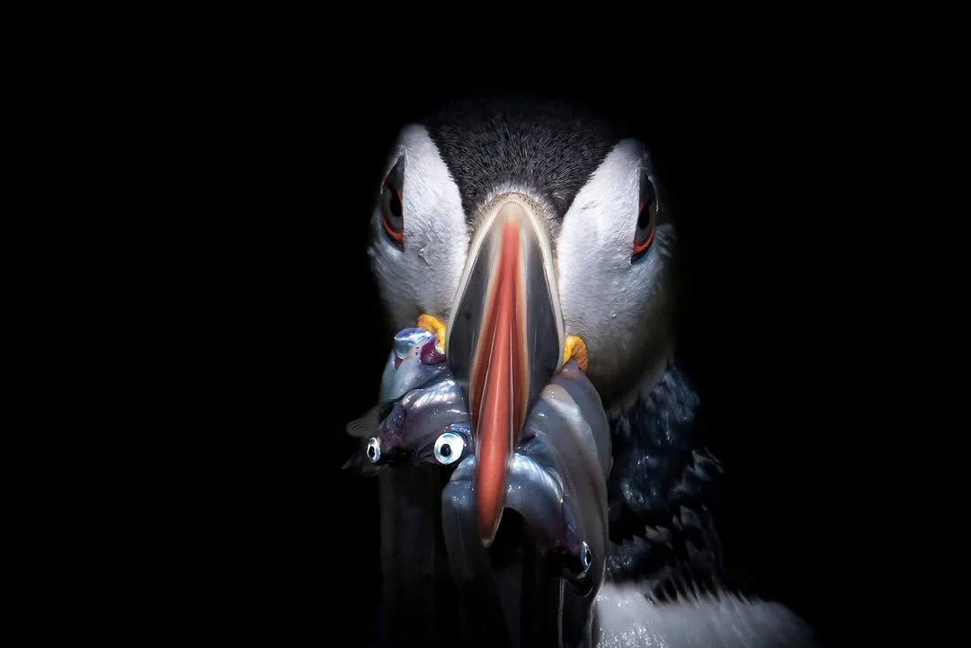 Rencontre exclusive avec les photographes de The Wildlife Odyssey