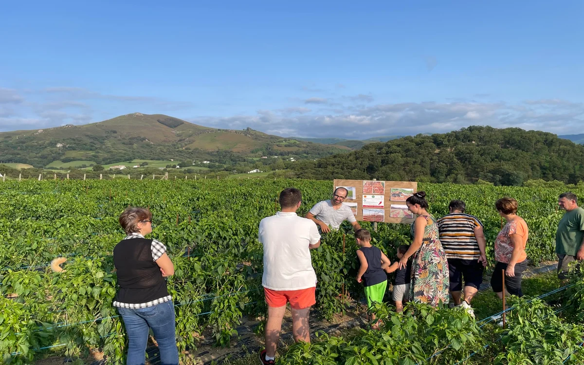 Visita a una granja familiar de pimiento de Espelette