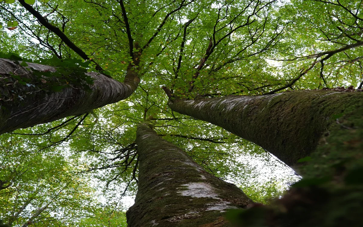 Senderismo acompañado con Ramondia: Paseemos por el bosque