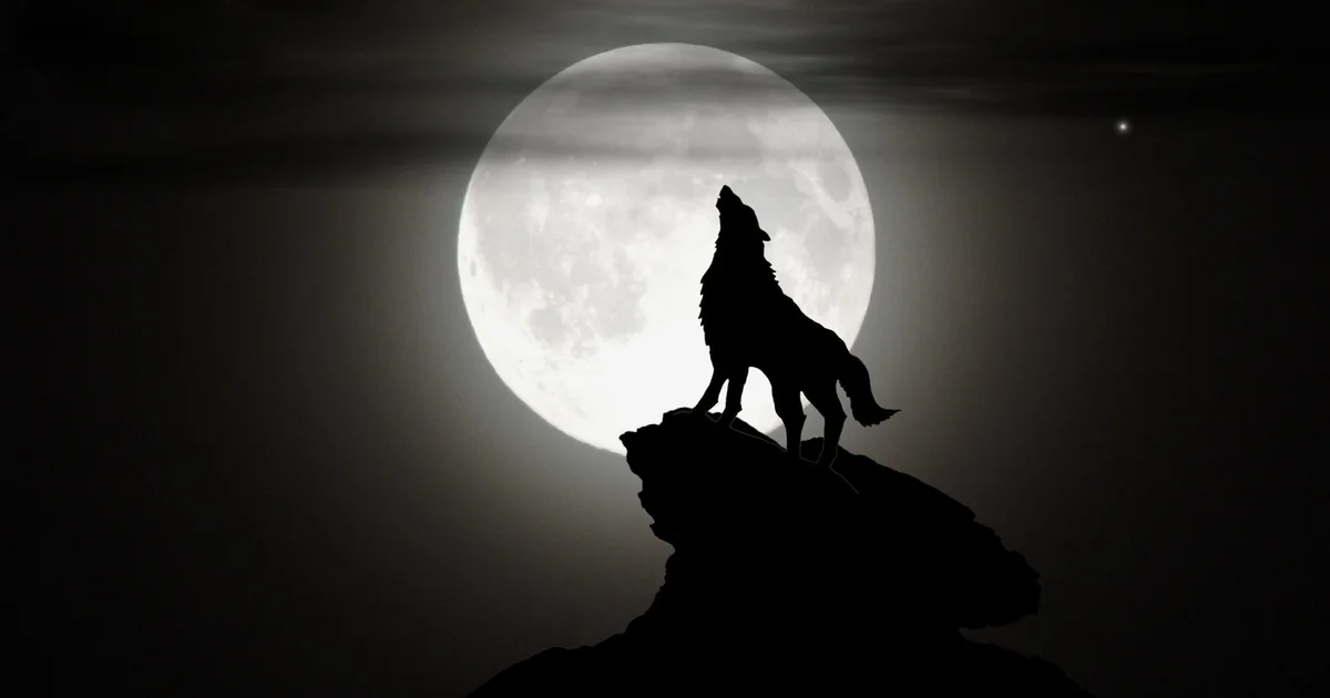 Noche de Hombre Lobo de Thiercelieux - adultos