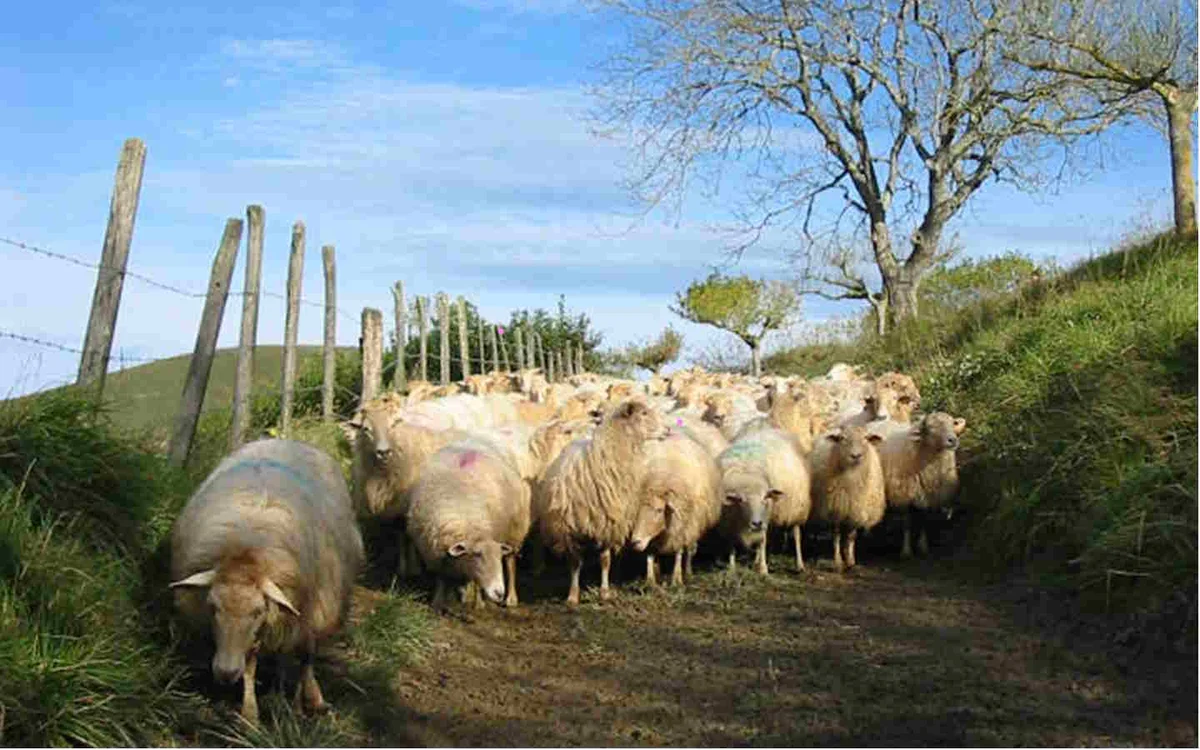 Farm visit and snack at Landran