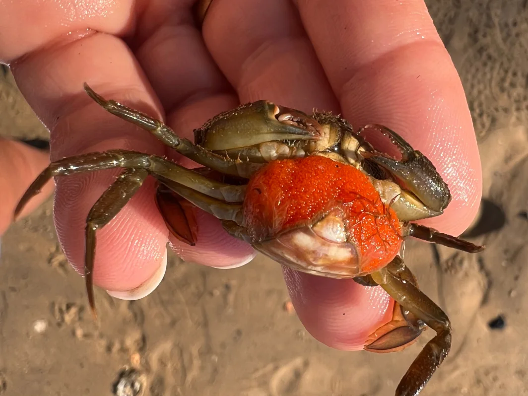 Rock pooling workshop