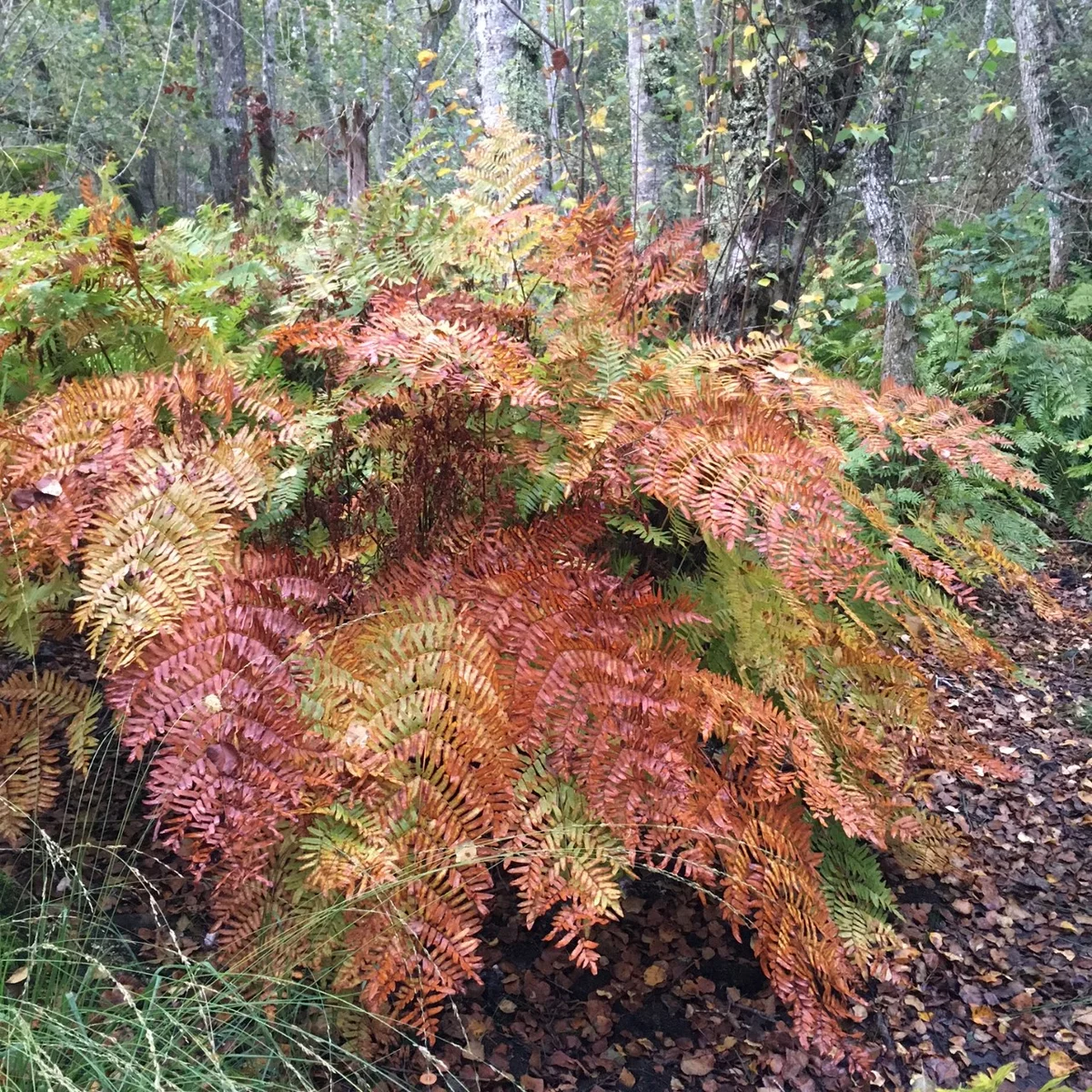 Nature walk