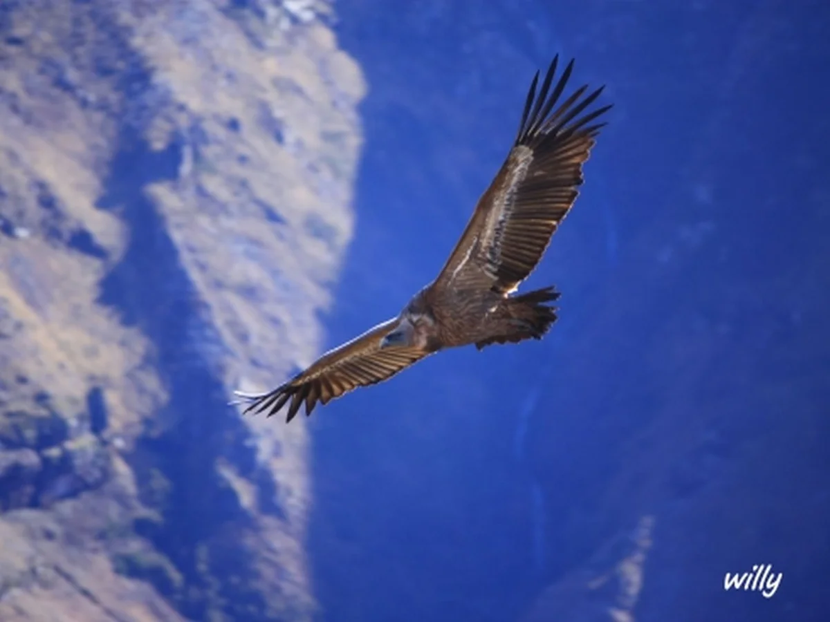 Guided hike Mendi Gaiak: in the footsteps of vultures