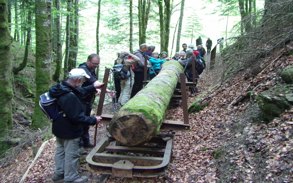 Nature outing CPIE Pays Basque: The fascinating history of the Iraty forest